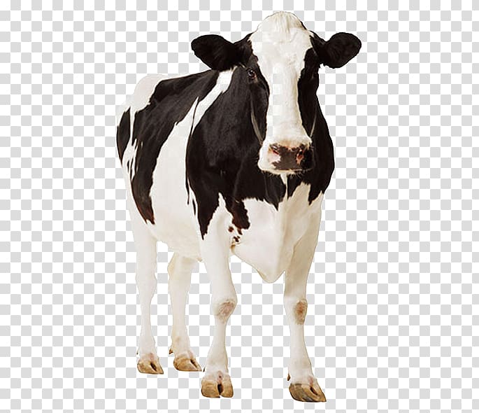 Holstein Friesian cattle Standee cardboard Dairy farming Dairy cattle, mastitis transparent background PNG clipart