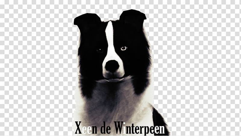 Border Collie Karelian Bear Dog Dog breed Puppy Rough Collie, puppy transparent background PNG clipart