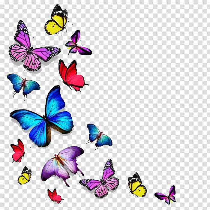 Butterfly Drawing, butterfly transparent background PNG clipart