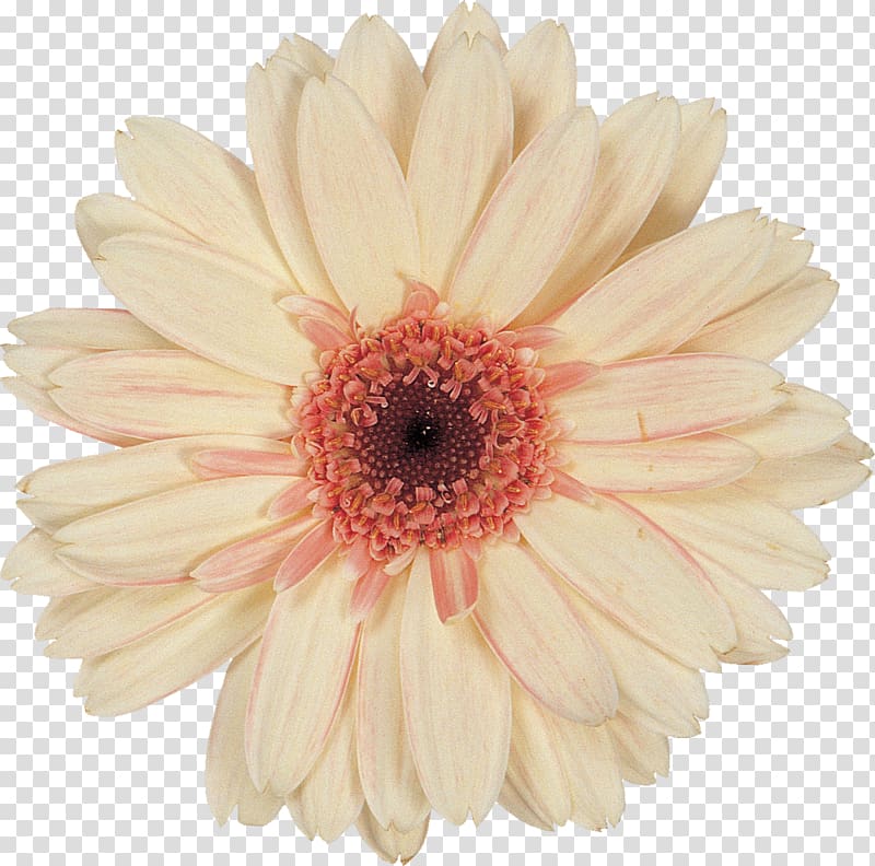 Cut flowers Transvaal daisy Petal, gerbera transparent background PNG clipart