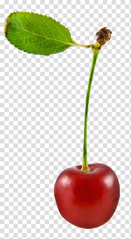 Sweet Cherry Cerasus Food Fruit, cherry transparent background PNG clipart