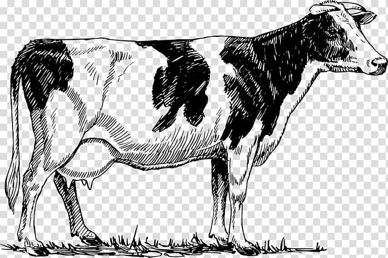 Holstein Friesian cattle Guernsey cattle Drawing, Silhouette transparent background PNG clipart