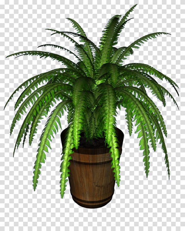 Nephrolepis exaltata Fern Houseplant Arecaceae, potted plant transparent background PNG clipart