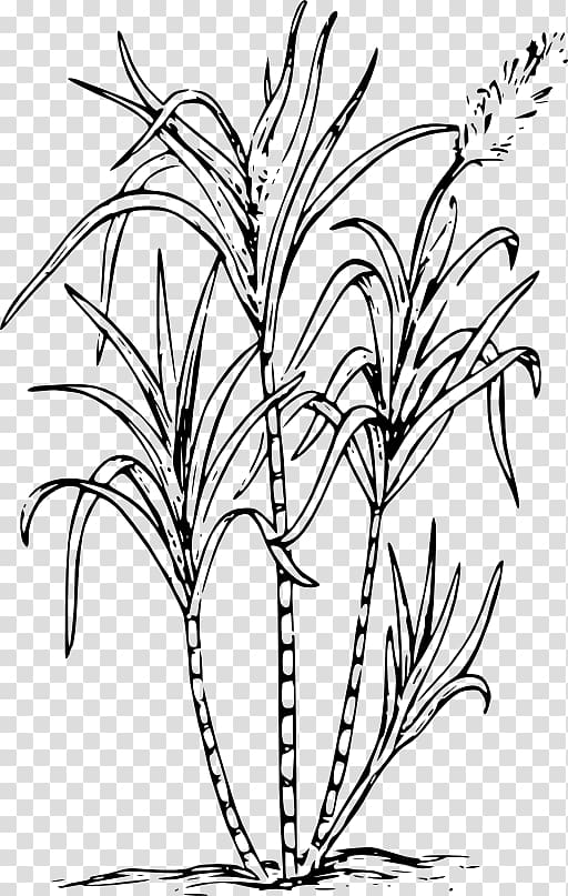 Sugarcane Drawing Saccharum officinarum , sugar transparent background PNG clipart