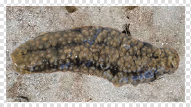 Sea cucumber as food Gamat Stichopus horrens Deep sea fish, Sea Cucumber Patch transparent background PNG clipart