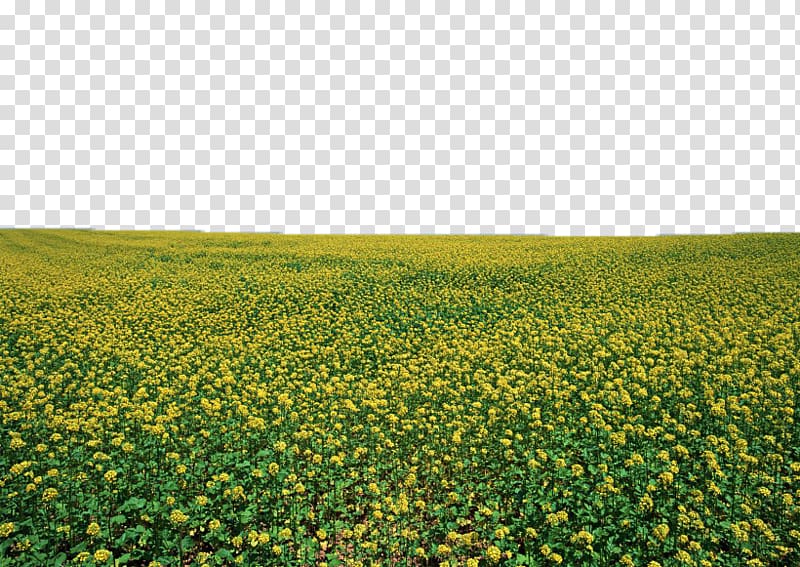 u6cb9u83dc Blue , Canola flower field transparent background PNG clipart