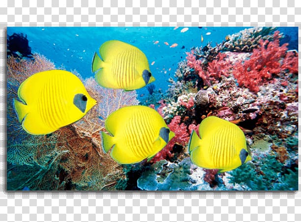 Desktop High-definition television Saltwater fish 4K resolution, fish transparent background PNG clipart