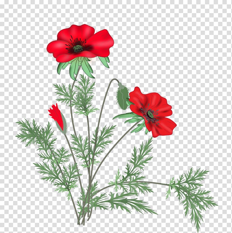 Poppy Cut flowers , flower transparent background PNG clipart