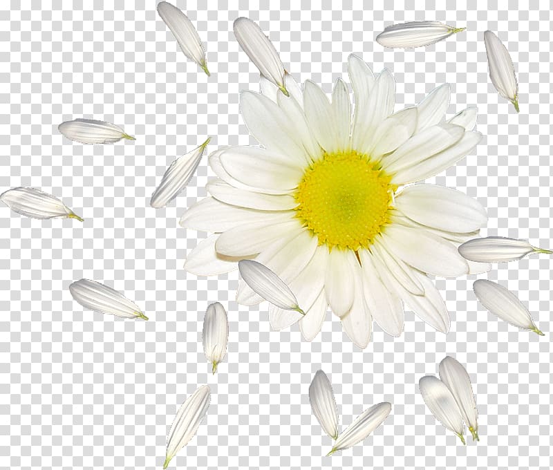 Common daisy Oxeye daisy Petal Flower, flower transparent background PNG clipart