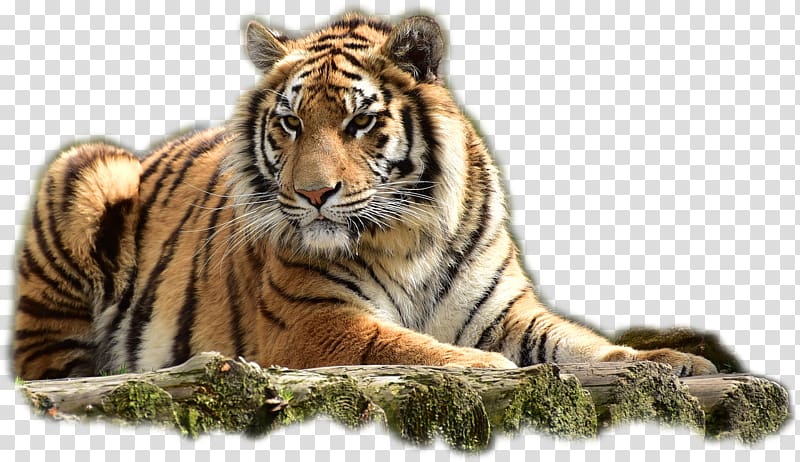 Felidae Bengal tiger Jim Corbett National Park, tiger art transparent background PNG clipart