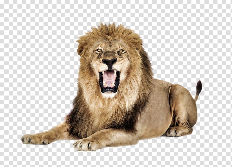 Lion , cheetah transparent background PNG clipart