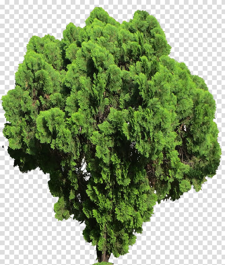 Lycopodiophyta Plant Shrub Tree, fern transparent background PNG clipart