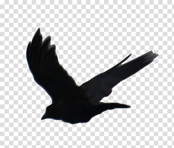 The Divergent Series Beatrice Prior American crow YouTube, Divergent Series transparent background PNG clipart
