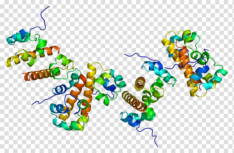 EPH receptor B2 Ephrin receptor Protein, others transparent background PNG clipart