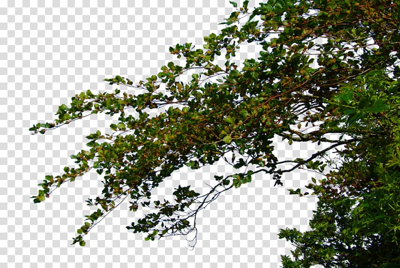 green-leafed tree, Branch , Branch High-Quality transparent background PNG clipart