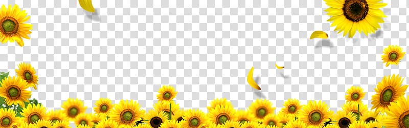 yellow sunflower field illustration, Common sunflower Landscape, sunflower transparent background PNG clipart