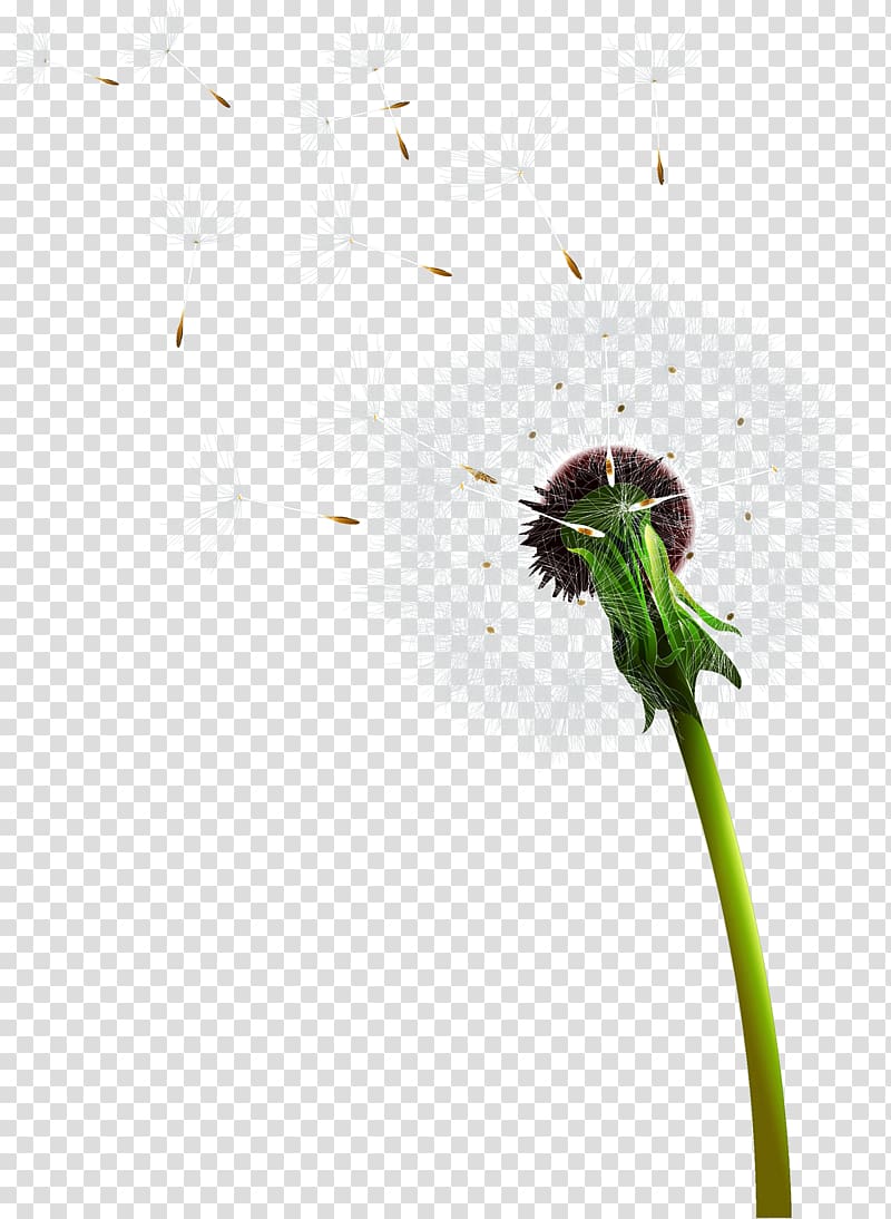 white flower illustration, Euclidean Dandelion, Dandelion transparent background PNG clipart