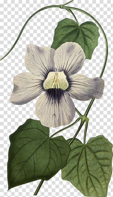 Bengal clockvine Drawing Curtis\'s Botanical Magazine Botany Black-eyed Susan vine, transparent background PNG clipart