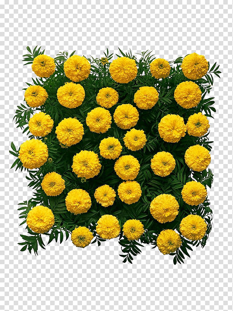 Chrysanthemum Mexican marigold Flower, Square Marigold High Definition transparent background PNG clipart
