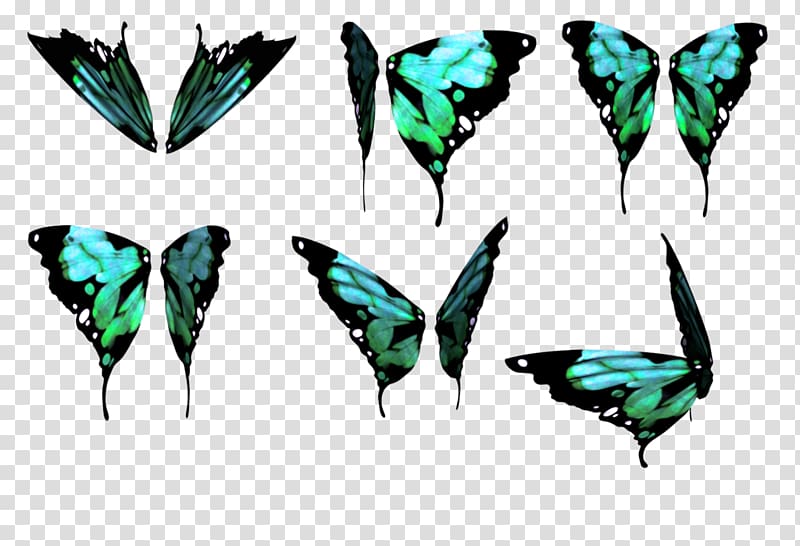 Butterfly Wing Color, buterfly transparent background PNG clipart