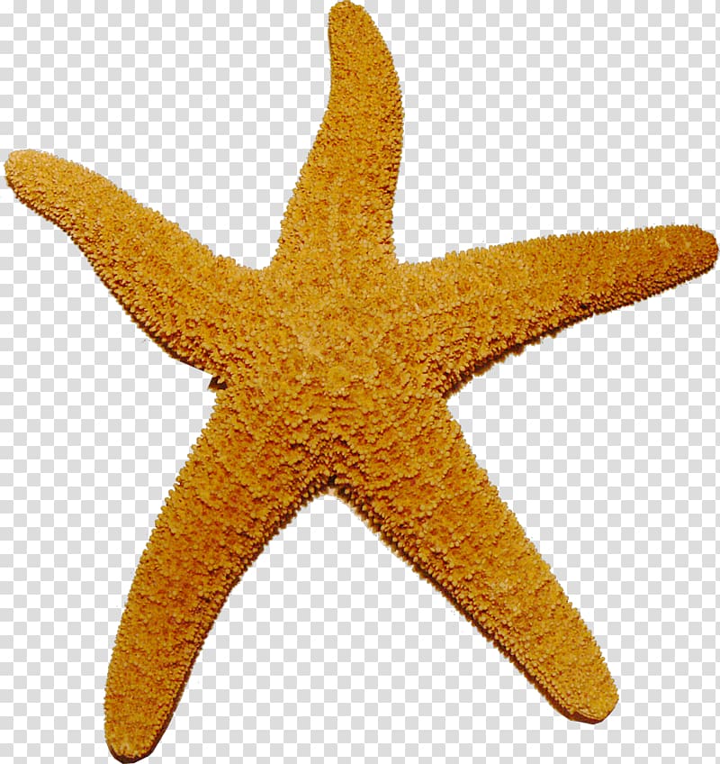 Starfish transparent background PNG clipart