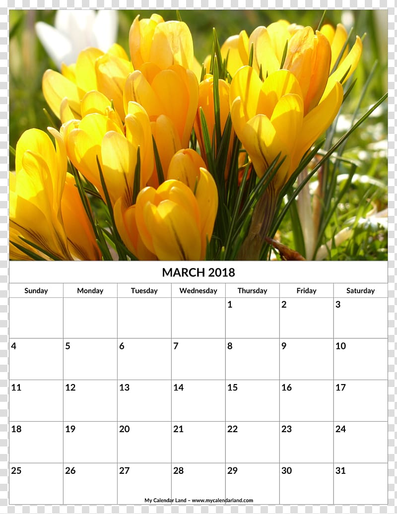Tulip Flower Yellow Crocus flavus, flower rattan calendar template transparent background PNG clipart
