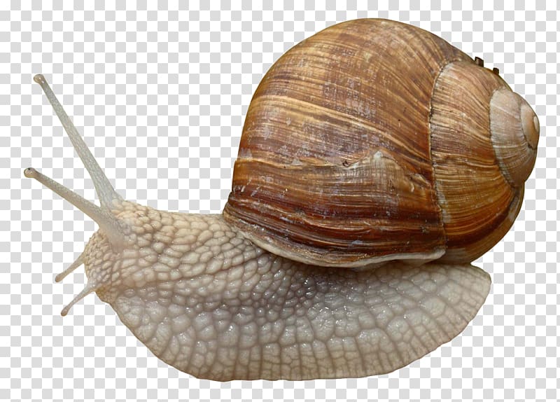Burgundy snail Grove snail Gastropods, Snail transparent background PNG clipart