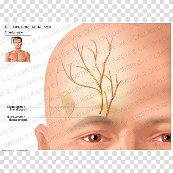 Eyebrow Supraorbital nerve Supraorbital artery Anatomy, Eye transparent background PNG clipart