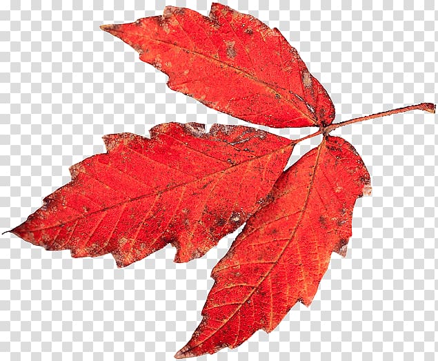 Autumn Tasmania Leaf Drawing Color vision, red leaves transparent background PNG clipart