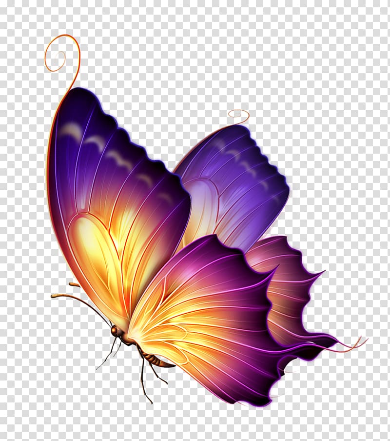 purple butterfly transparent background PNG clipart