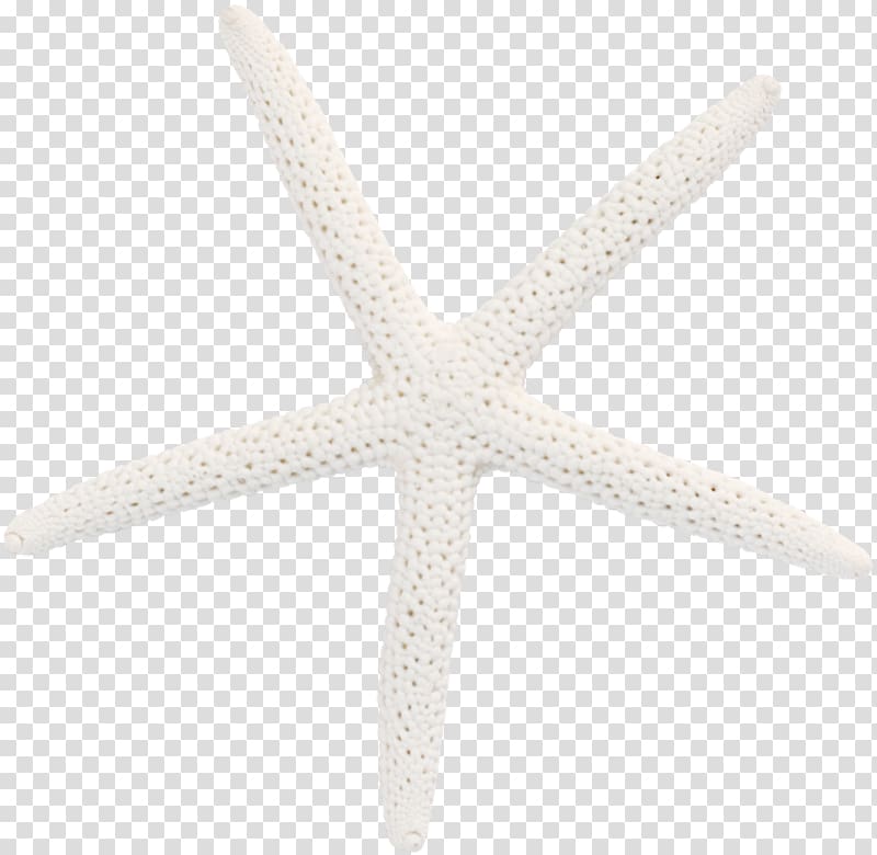 white starfish transparent background PNG clipart
