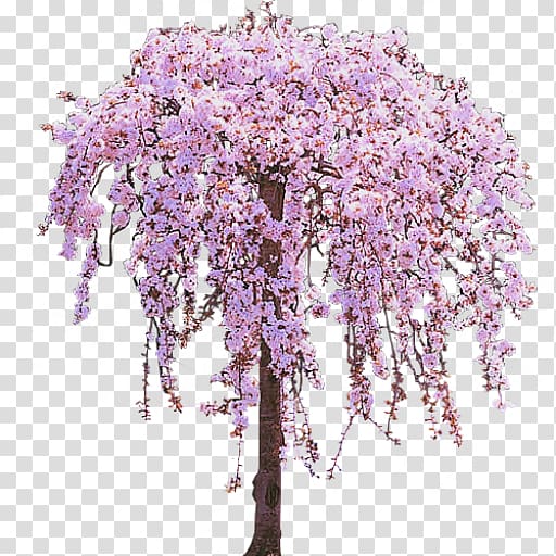 Cherry Tree Blossom , Cherry Tree transparent background PNG clipart
