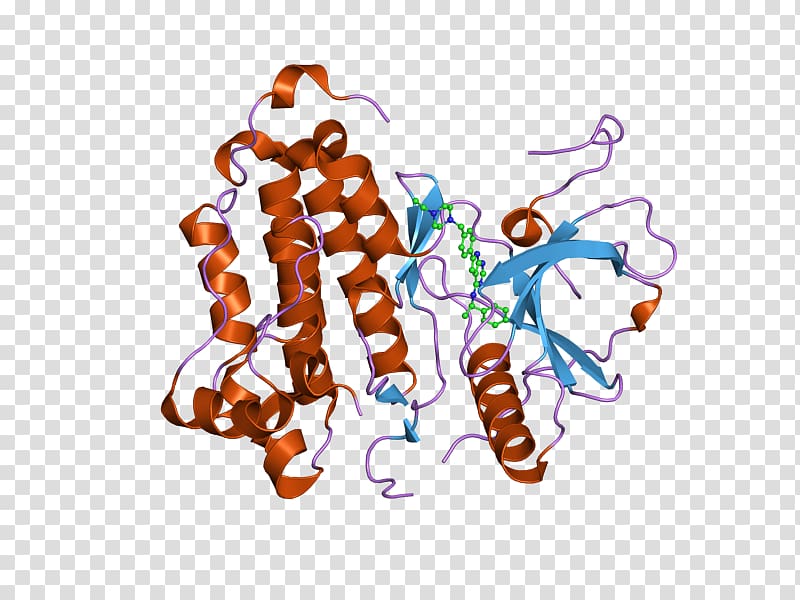 Epidermal growth factor receptor Receptor tyrosine kinase, Epidermal Growth Factor Receptor transparent background PNG clipart