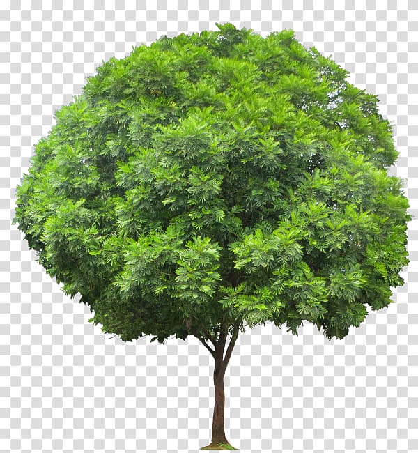 Acer ginnala Populus sect. Aigeiros Tree Hardwood Softwood, fern transparent background PNG clipart