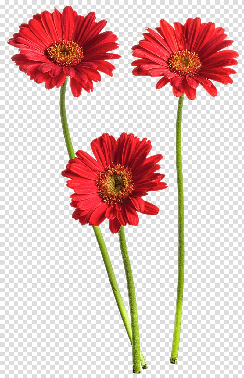 Transvaal daisy Common daisy Cut flowers Red, flower transparent background PNG clipart