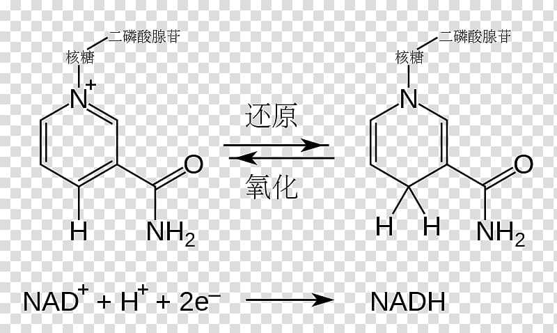 Nicotinamide adenine dinucleotide Redox Flavin adenine dinucleotide Adenosine triphosphate Cofactor, others transparent background PNG clipart