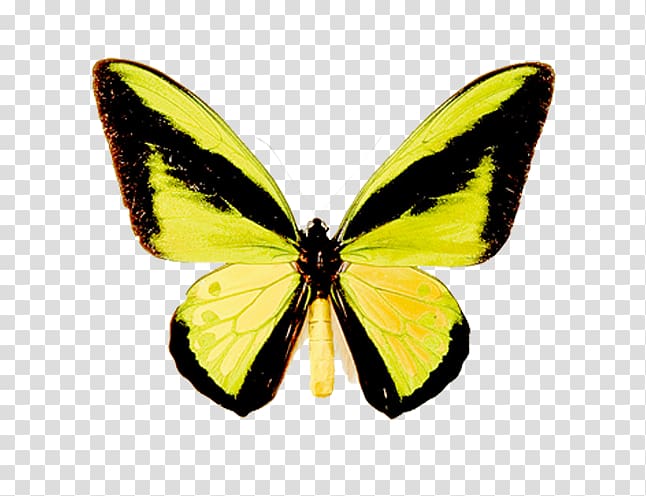 Clouded yellows Monarch butterfly Moth Gossamer-winged butterflies, butterfly transparent background PNG clipart