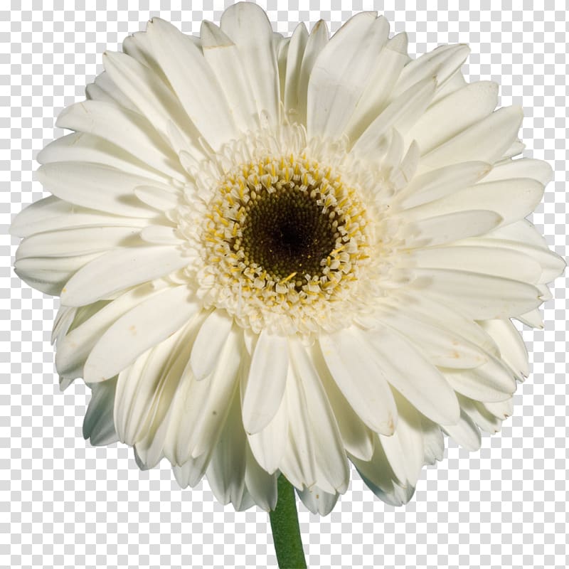 Oxeye daisy Daisy family Chrysanthemum Common daisy Argyranthemum frutescens, gerbera transparent background PNG clipart