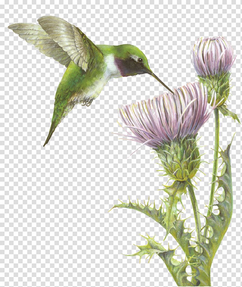 Hummingbird Fauna Flowering plant Beak, wildlife grapher jacqueline ray transparent background PNG clipart