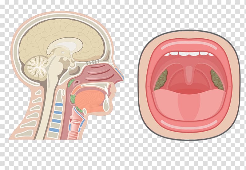 Nasal cavity Anatomy of the human nose Pharynx Respiratory system, nose transparent background PNG clipart