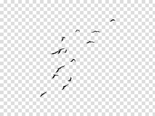 Flock Bird migration Beak Font, tree birds transparent background PNG clipart