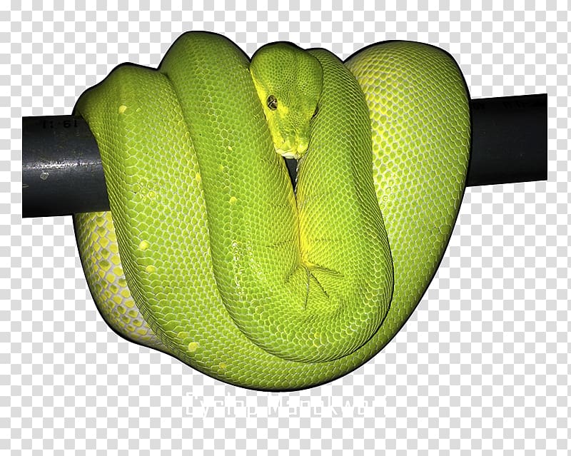 Green tree python Ball python Snake Reptile, snake transparent background PNG clipart