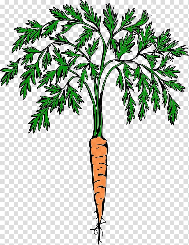 Carrot Cash crop Food , carrot transparent background PNG clipart