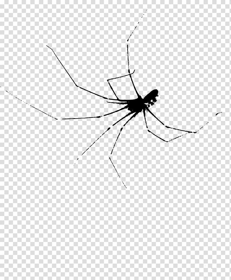 Widow spiders Mosquito Insect Black and white, scary transparent background PNG clipart