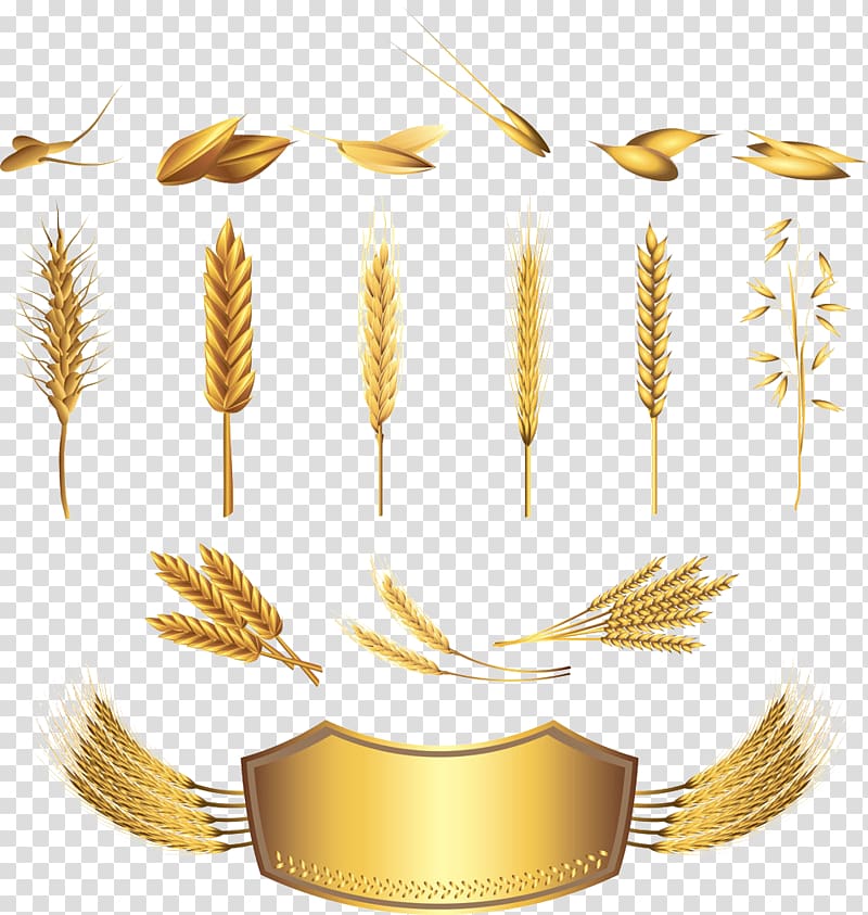 Wheat Cereal Ear Illustration, Wheat transparent background PNG clipart