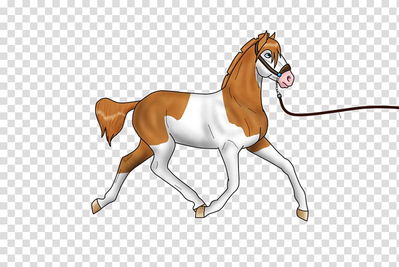Foal Mane Stallion Colt Mare, first dance transparent background PNG clipart