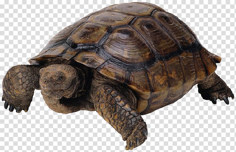 Turtle resolution , come transparent background PNG clipart