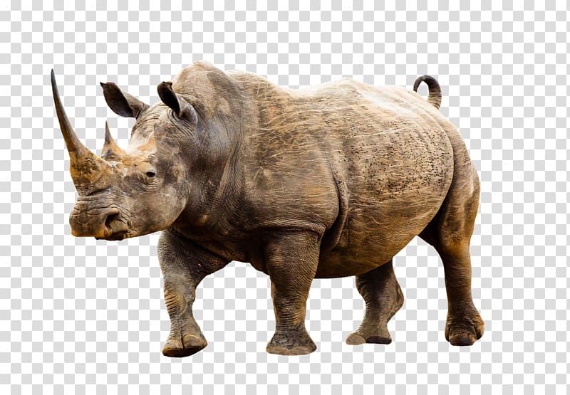 Dürer\'s Rhinoceros T-shirt Poaching Black rhinoceros, T-shirt transparent background PNG clipart