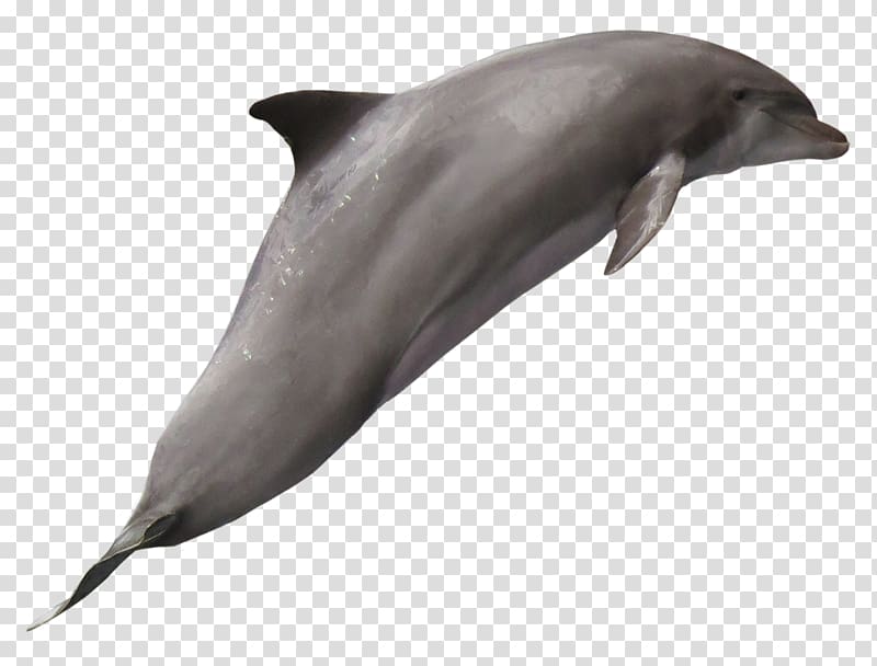 Tucuxi Common bottlenose dolphin Wholphin White-beaked dolphin, Dolphin transparent background PNG clipart