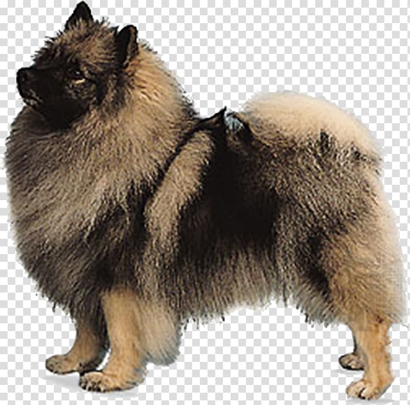 German Spitz Mittel Keeshond German Spitz Klein Pomeranian Eurasier, Black Dog transparent background PNG clipart
